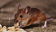 24 Hour & Emergency Exterminators in Mack, CO
